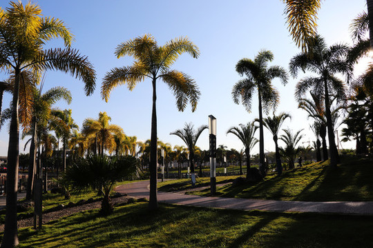 棕櫚樹公園