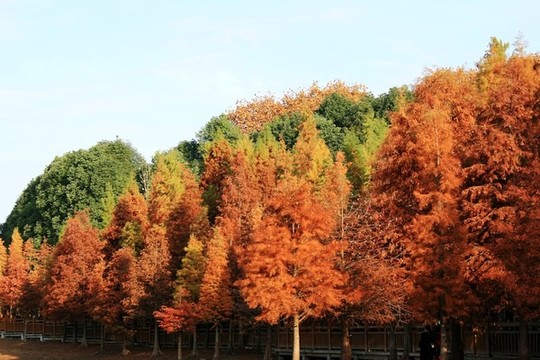 落羽杉樹林