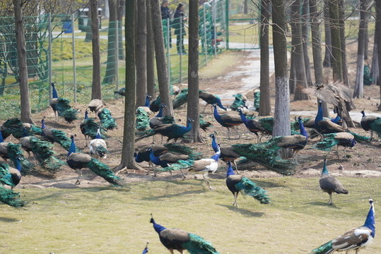 動物園孔雀