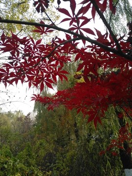 紅楓
