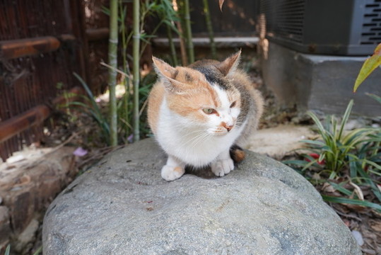 貓