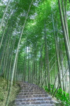 竹子竹林小路竹海