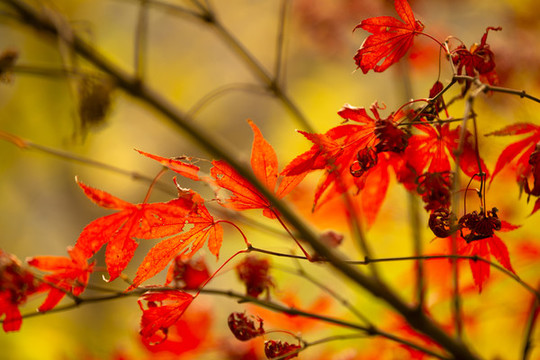 紅色葉子