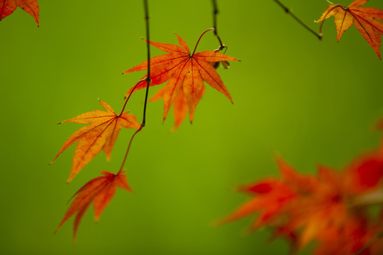 紅葉