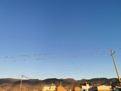 電線桿上的鳥