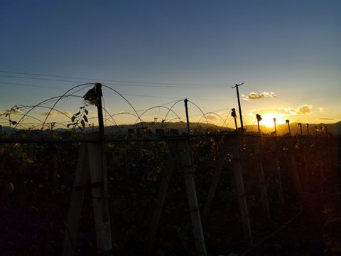 夕陽下的葡萄園