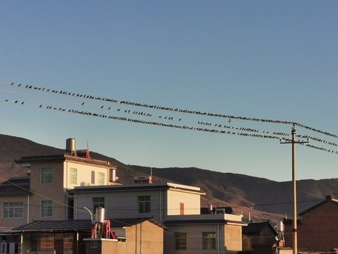 電線桿上的鳥