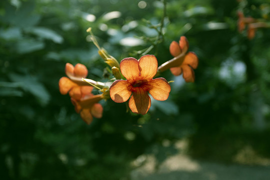 凌宵花
