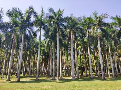 椰樹林