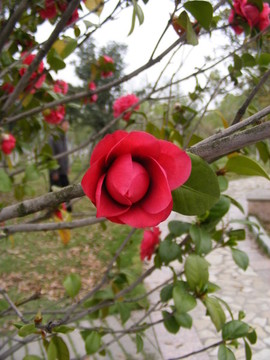 紅色的花