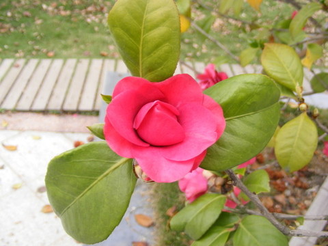 紅色的花朵