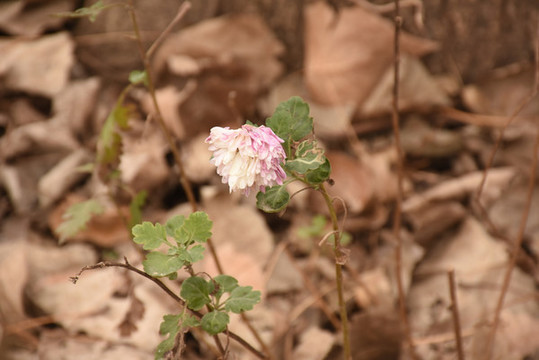 菊花