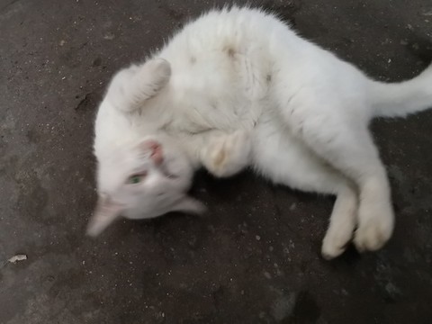 白貓