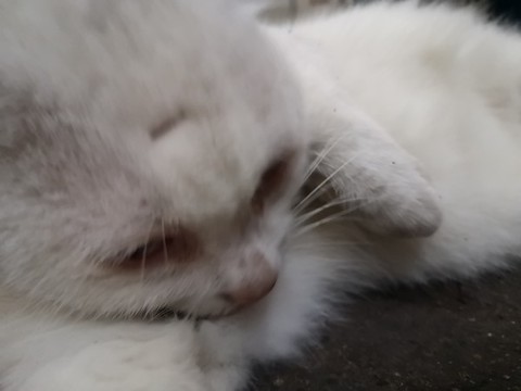 白貓