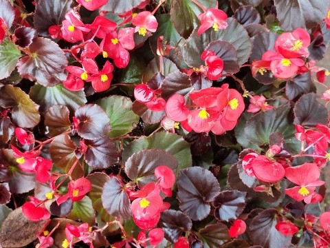 玫紅四季海棠