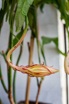 曇花