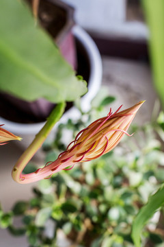 曇花