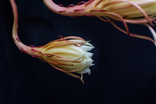 曇花