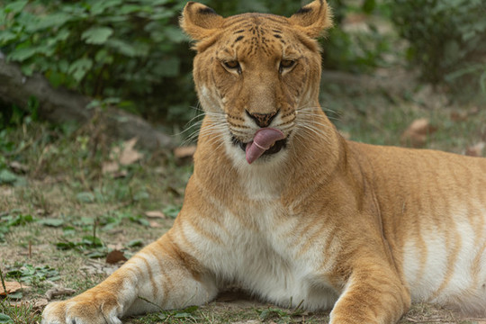 獅虎獸
