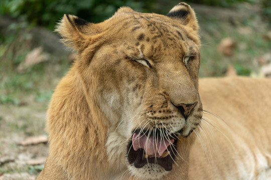 獅虎獸