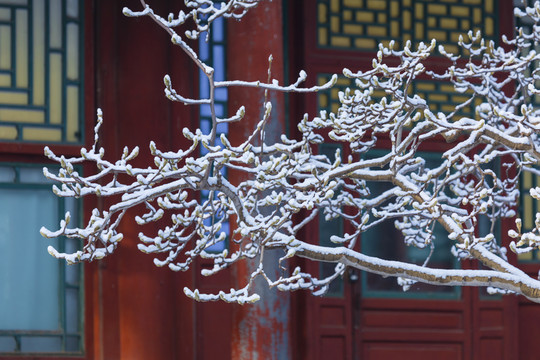 雪