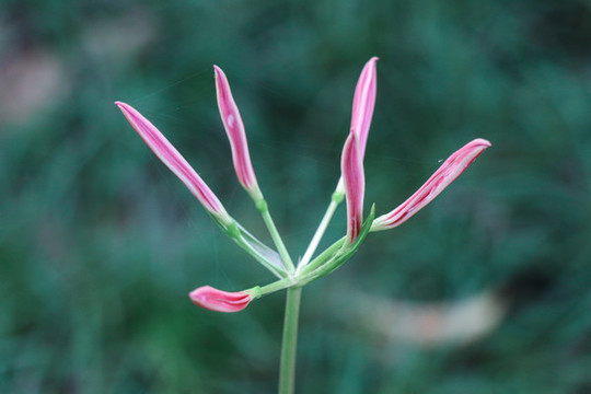 曼珠沙華石蒜彼岸花