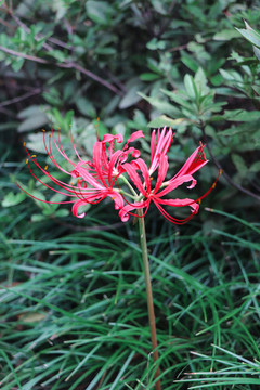 曼珠沙華彼岸花石蒜花