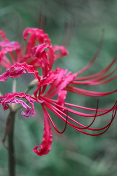 彼岸花曼珠沙華石蒜