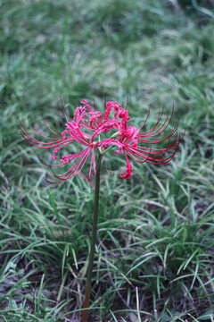 彼岸花曼珠沙華石蒜