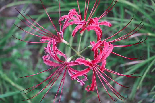彼岸花曼珠沙華石蒜