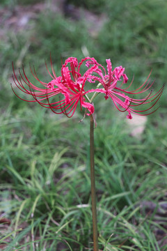 彼岸花曼珠沙華石蒜