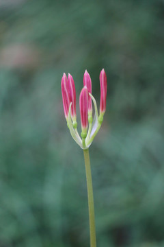 彼岸花曼珠沙華石蒜