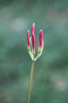石蒜彼岸花曼珠沙華