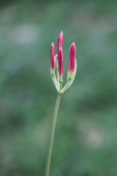 石蒜彼岸花曼珠沙華