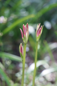 石蒜彼岸花曼珠沙華