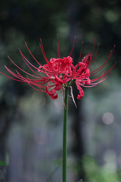 石蒜彼岸花曼珠沙華