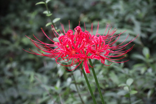 彼岸花石蒜花曼珠沙