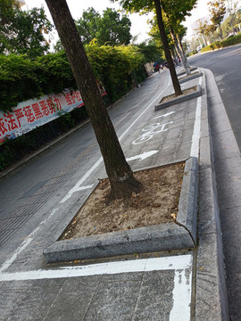 樹池