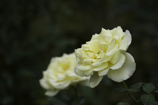 玫瑰花