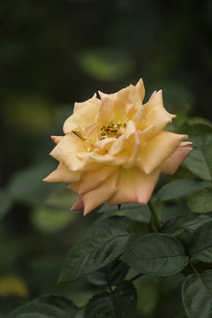 玫瑰花