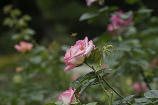 玫瑰花