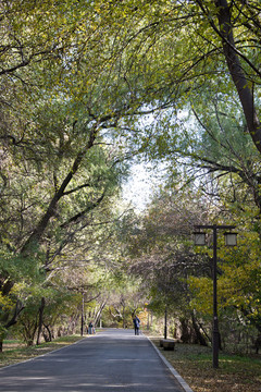 公園秋景