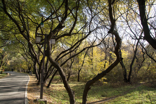 公園秋景