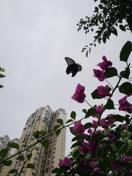 黑蝴蝶采蜜
