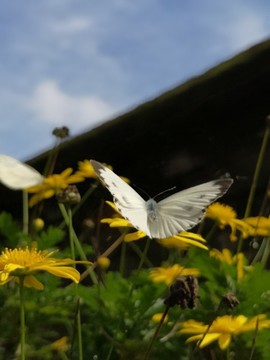 蝴蝶與花