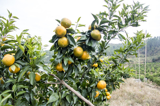 齊橙
