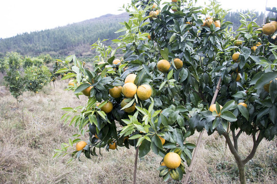 齊橙