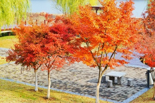 公園綠化
