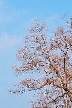 樹枝