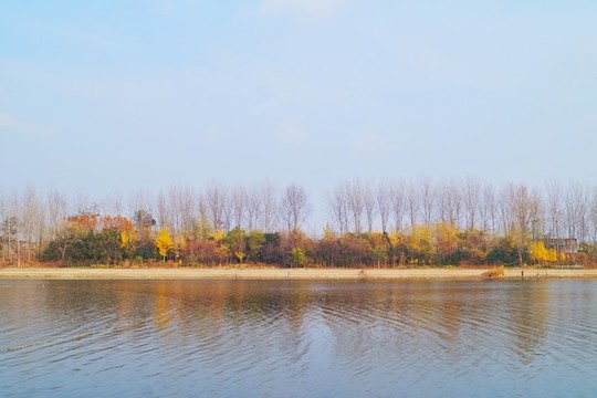 彩林